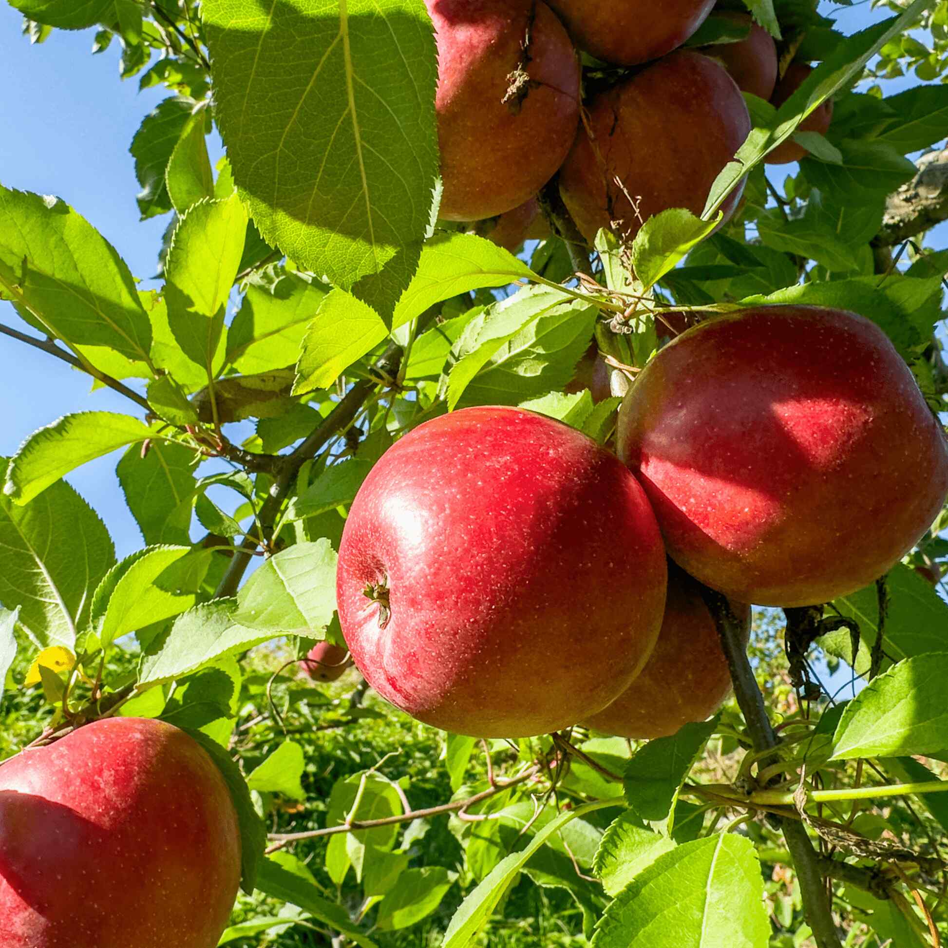 Popular Fruit Trees